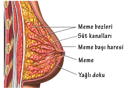 cildimiz